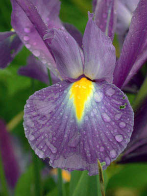 sibirische iris23