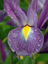 sibirische iris_bluetenzauber  claus marius petersen23